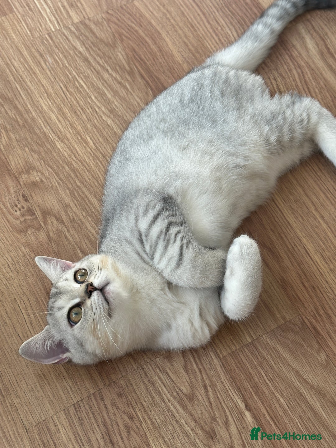 British Longhair cats for sale: Gorgeous British Longhair & Shorthair Kittens - Image 8