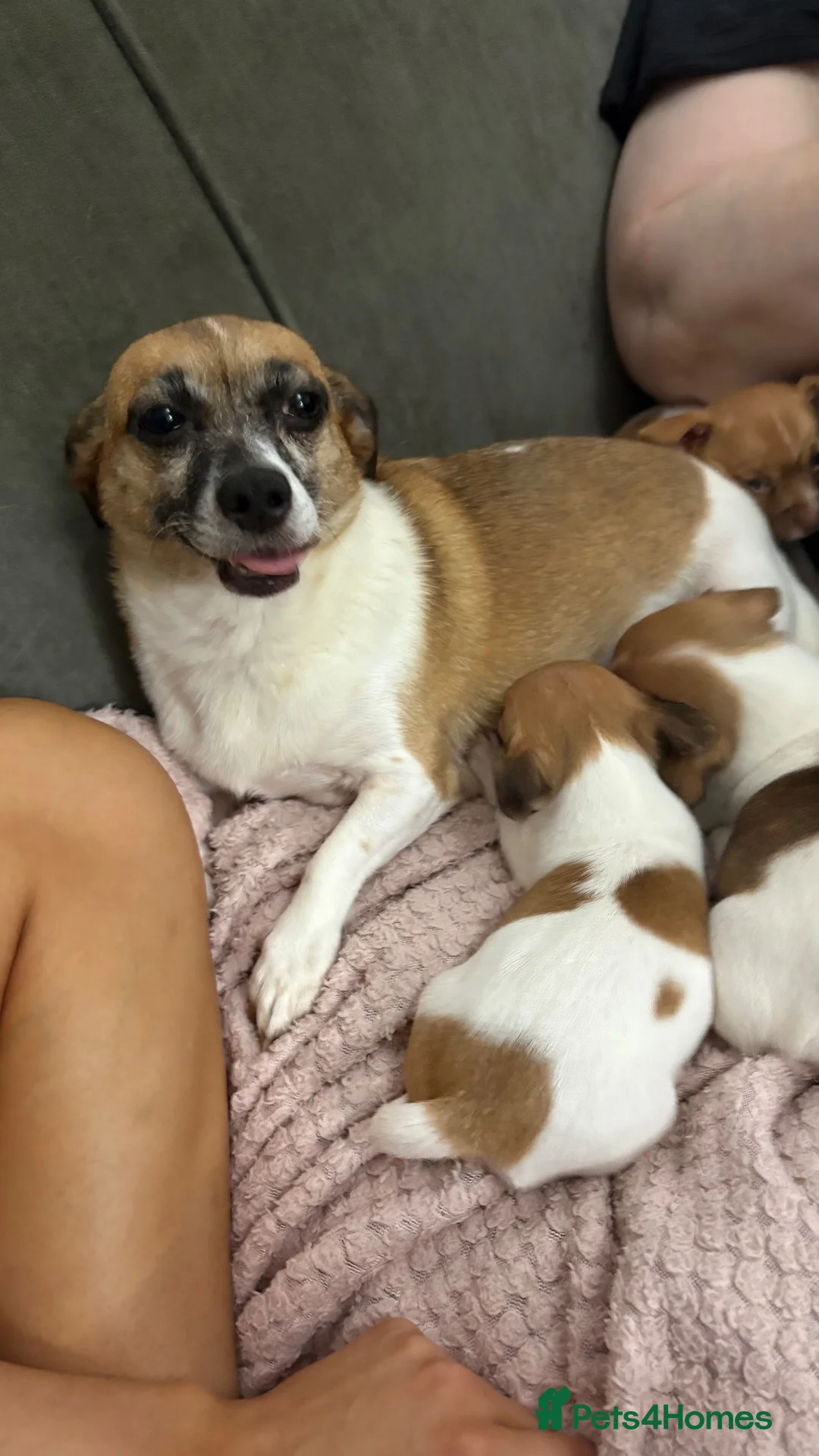 Chipoo dogs for sale: Beautiful Chipoos girls  - Advert 1