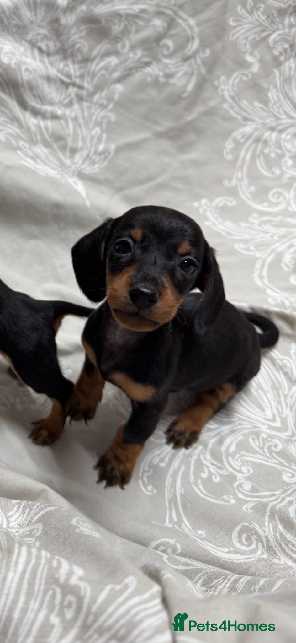 Miniature Dachshund dogs MINIATURE DACHSHUND PUPPIES  - Advert 1