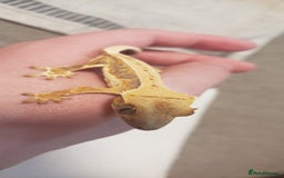 Gecko reptiles for sale: Crested Gecko Gargoyle &  Leachianus Gecko  in Wigston - Image 21