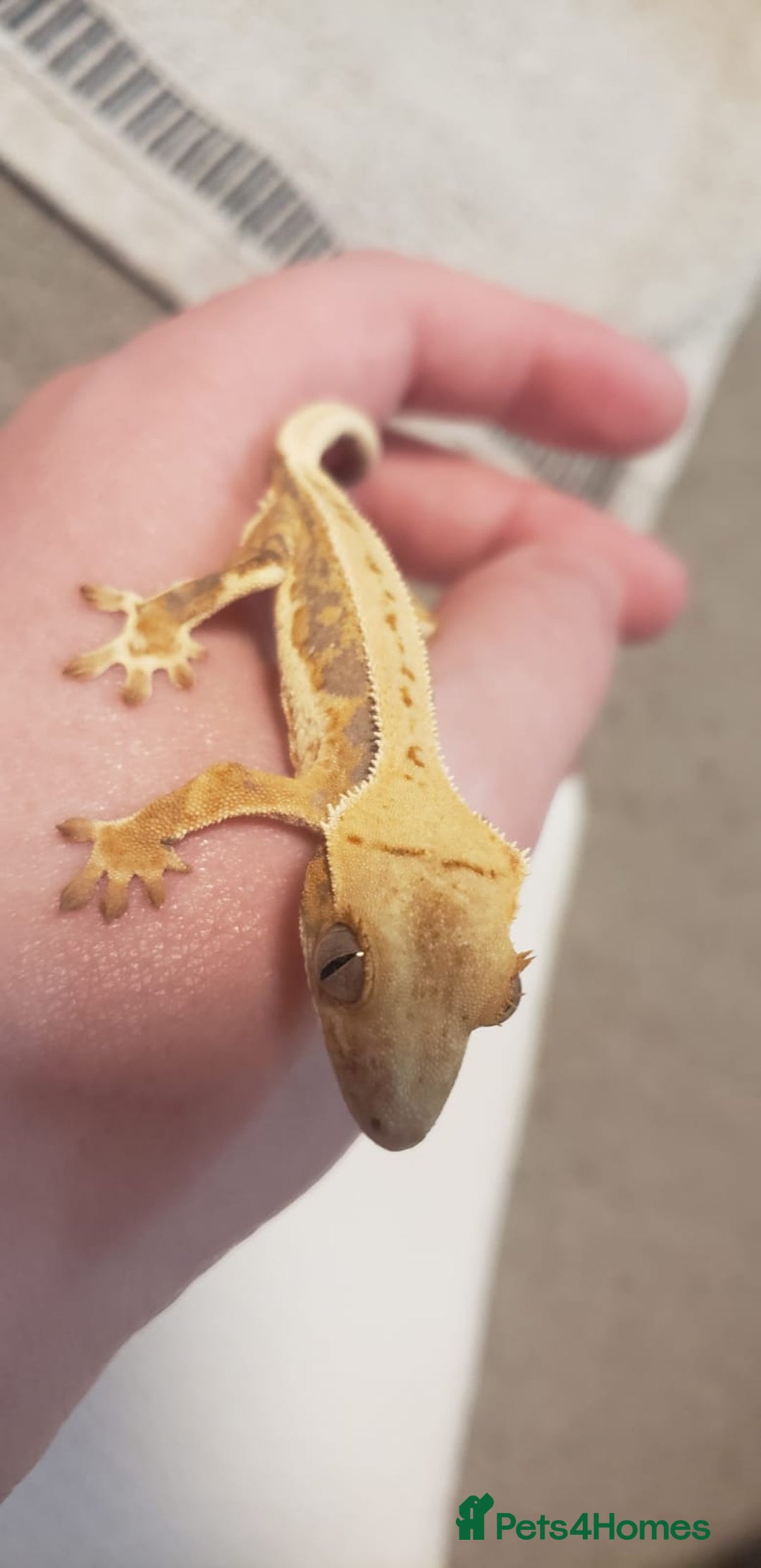 Gecko reptiles for sale: Crested Gecko Gargoyle &  Leachianus Gecko  in Wigston - Image 21