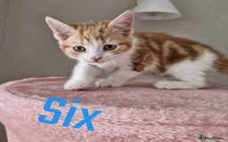 Mixed Breed cats for sale: 6 Beautiful Kittens British Shorthair Calico Cross - Image 11