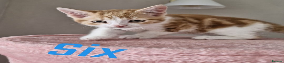 Kitten Six