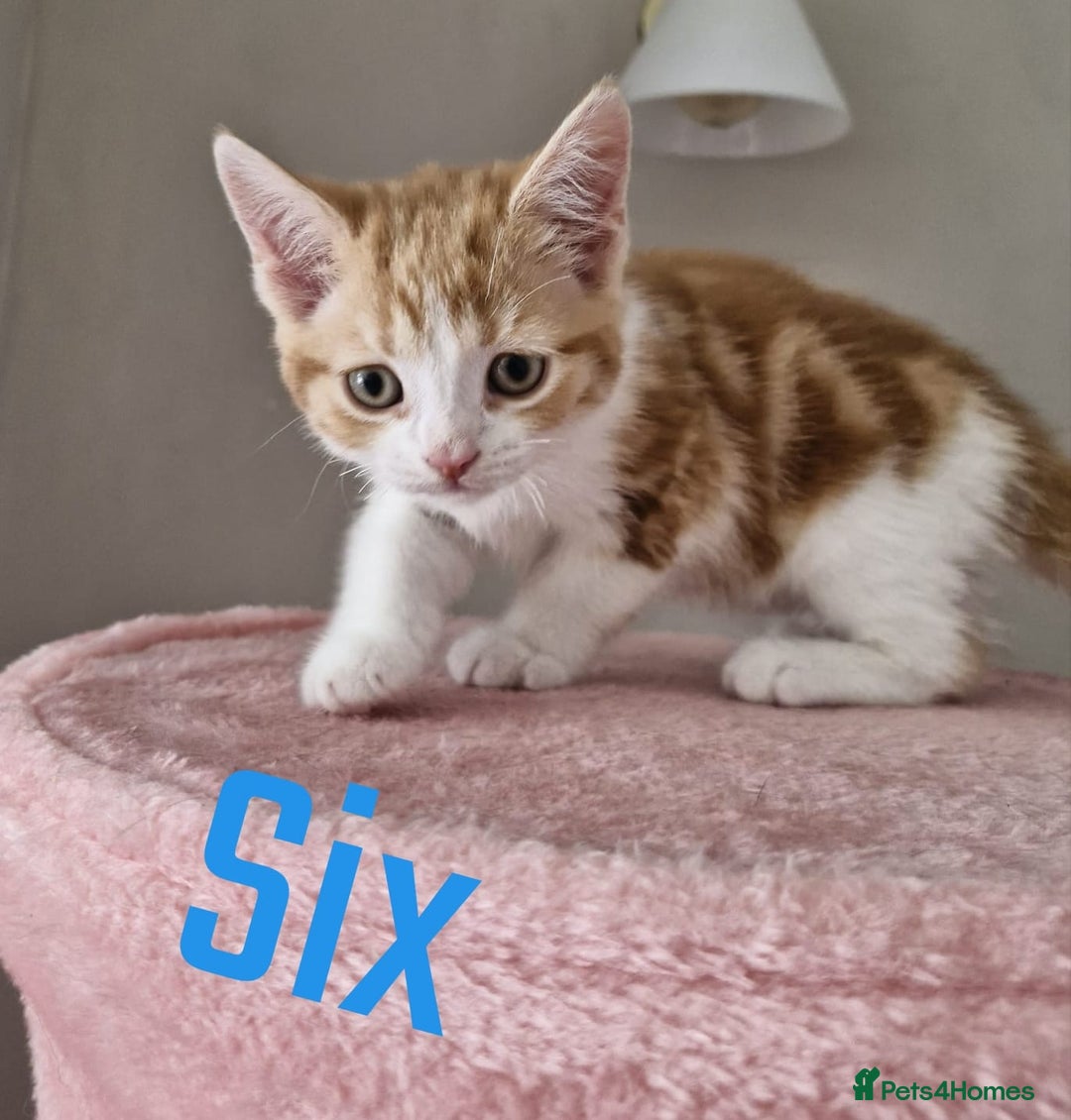 Mixed Breed cats for sale: 6 Beautiful Kittens British Shorthair Calico Cross - Image 11