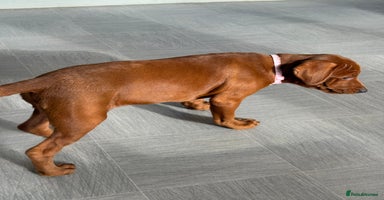Labrador Retriever dogs - Advert 11