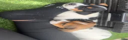 Jack Russell dogs for sale: 5 beautiful Jack Russell puppies  in Wickford - Advert 9