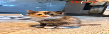 British Longhair 4