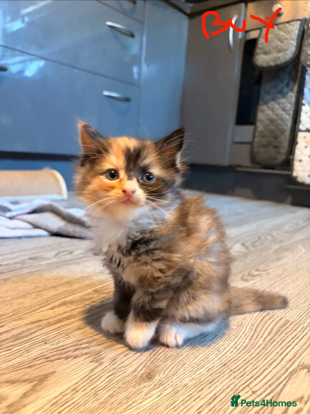 British Longhair cats for sale: Fluffy Kittens  - Advert 2