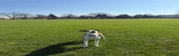 Mixed Breed dogs for sale: Barney  - Advert 13