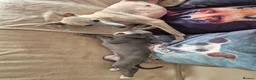 Whippet dogs for sale: Whippet puppies (small) blue, boys - Advert 10