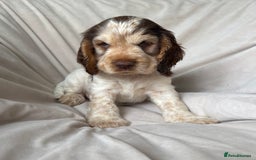 Cocker Spaniel dogs for sale: Quality Simbawood Sable Show Type Cocker Spaniels  - Image 9