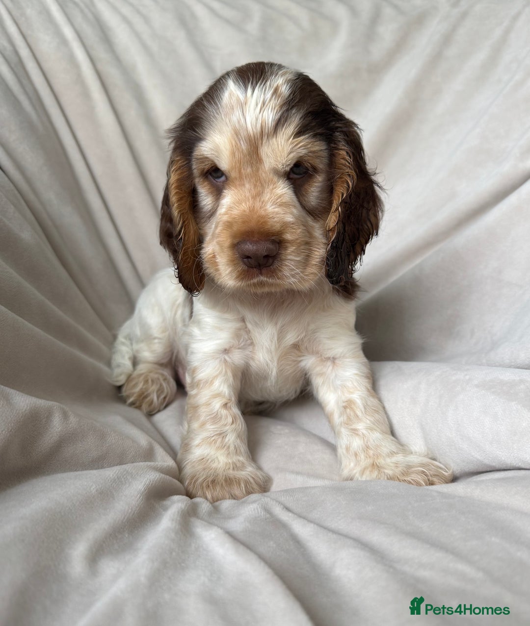 Cocker Spaniel dogs for sale: Quality Simbawood Sable Show Type Cocker Spaniels  - Image 9