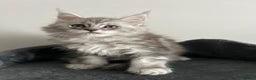 Maine Coon cats for sale: Pedigree Massive TICA Registered Maine Coon Large - Advert 9