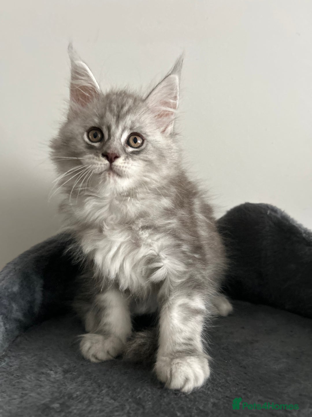 Maine Coon cats for sale: Pedigree Massive TICA Registered Maine Coon Large - Advert 9