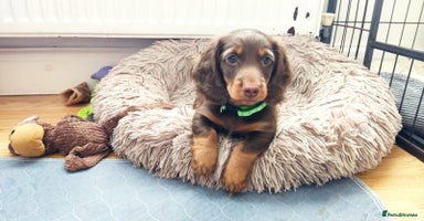 Dachshund dogs - Advert 14