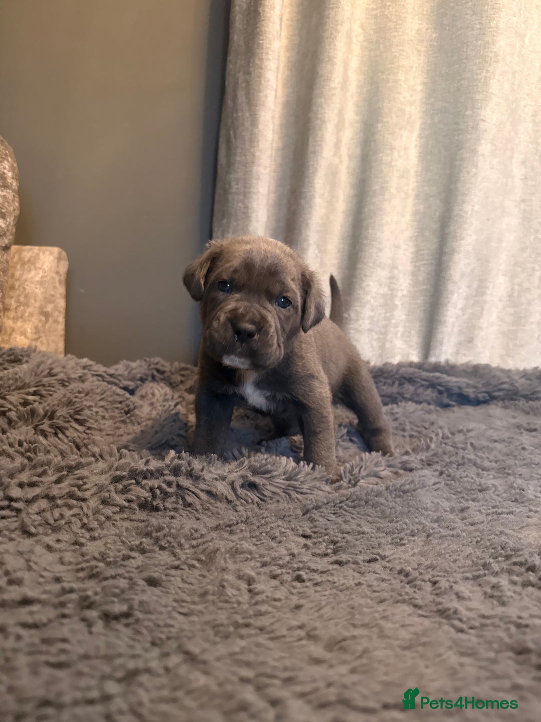 Cane Corso dogs for sale: Exceptional, Champion Bloodline Cane Corso Puppies - Advert 16
