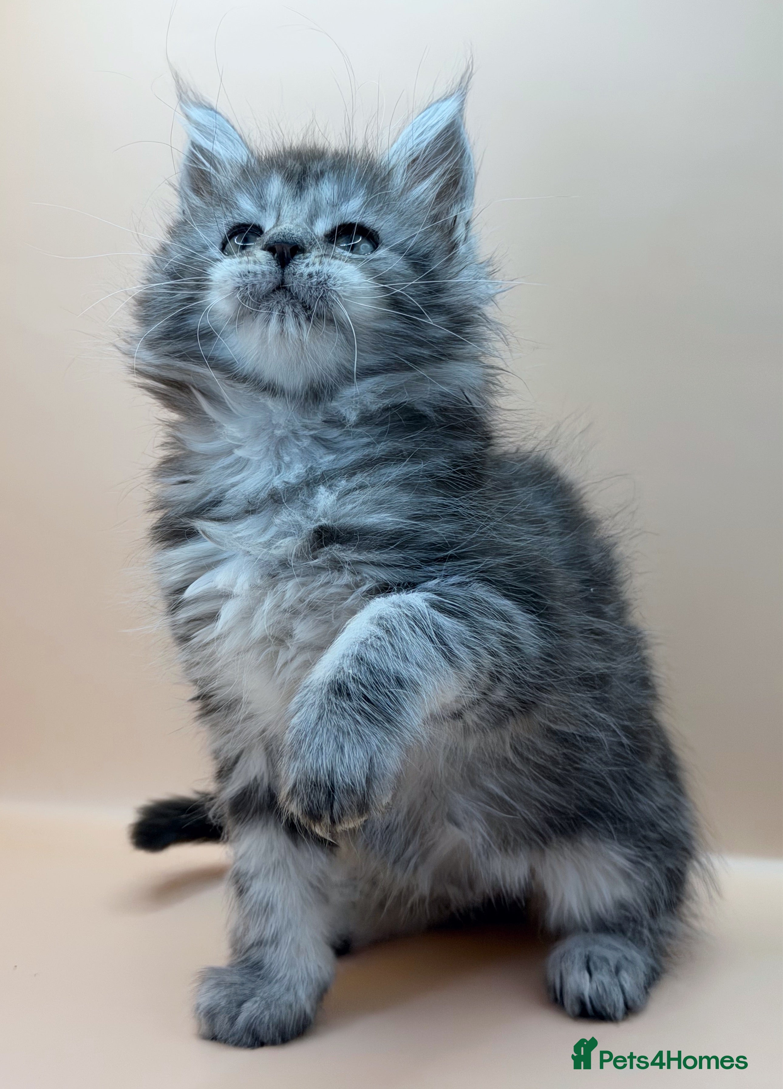 Maine Coon cats Maine Coons with Tests, Papers, Vet Checks & Vacc. - Advert 7