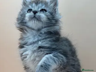 Maine Coon cats Maine Coons with Tests, Papers, Vet Checks & Vacc. - Advert 8