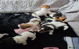 Jack Russell dogs for sale: Jack russell puppies - Image 18