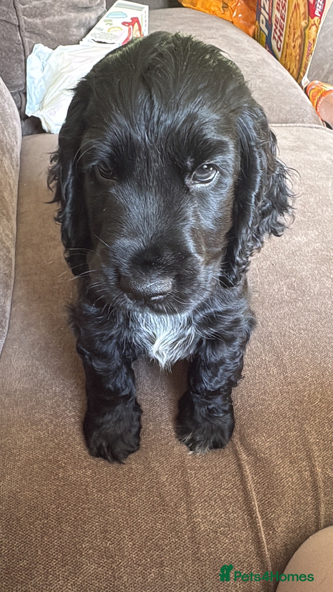 Cocker Spaniel dogs Puppy for sale  - Advert 2