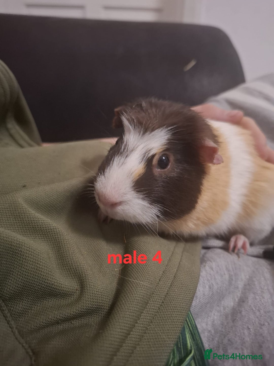 Guinea Pig rodents for sale: Mixed sex guinea pigs - Advert 19