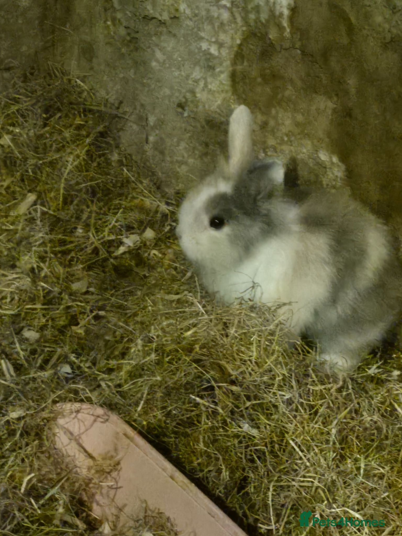 Mixed Breed rabbits Baby rabbits for sale - Advert 1