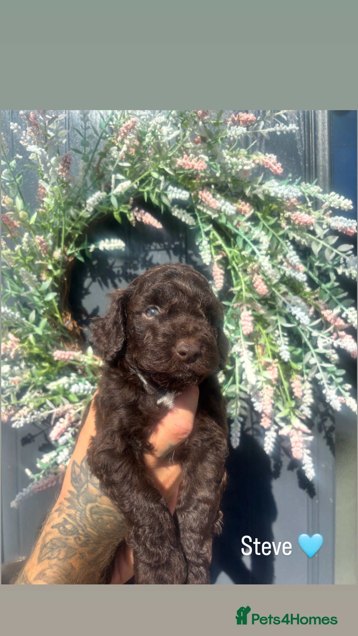 Cockapoo dogs Stunning cockapoo litter - Advert 15