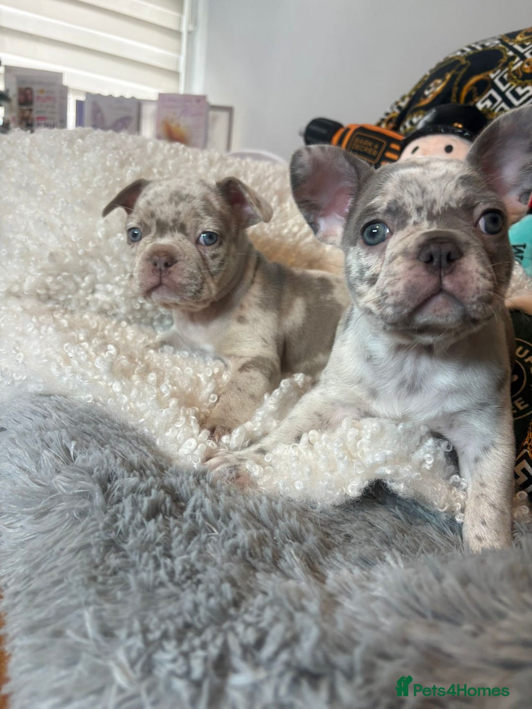 French Bulldog dogs for sale: Stunning Newshade French Bulldog Puppies - Image 6