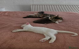 Mixed Breed cats for sale: White kitten  - Image 4