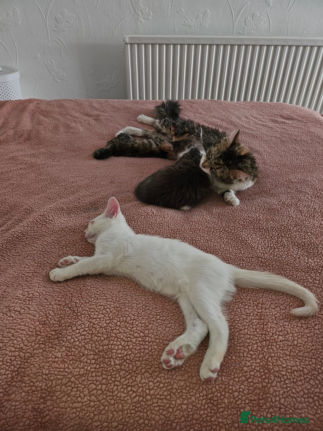 Mixed Breed cats for sale: White kitten  - Image 4