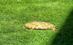 Tortoise reptiles for sale: Horsefield Tortoise - Full Set Up Included - Image 5