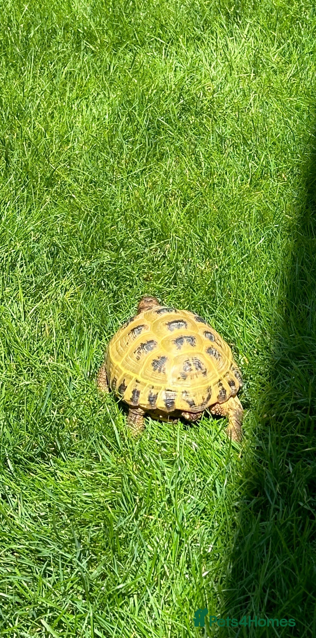 Tortoise reptiles for sale: Horsefield Tortoise - Full Set Up Included - Image 5