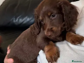 Miniature Dachshund dogs Long Haired Miniature Dachshund - Advert 2