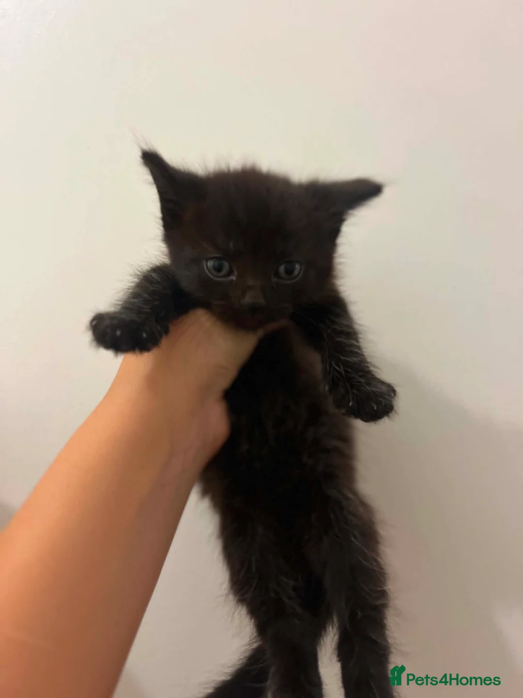 Mixed Breed cats for sale: Kittens x4 - Advert 8