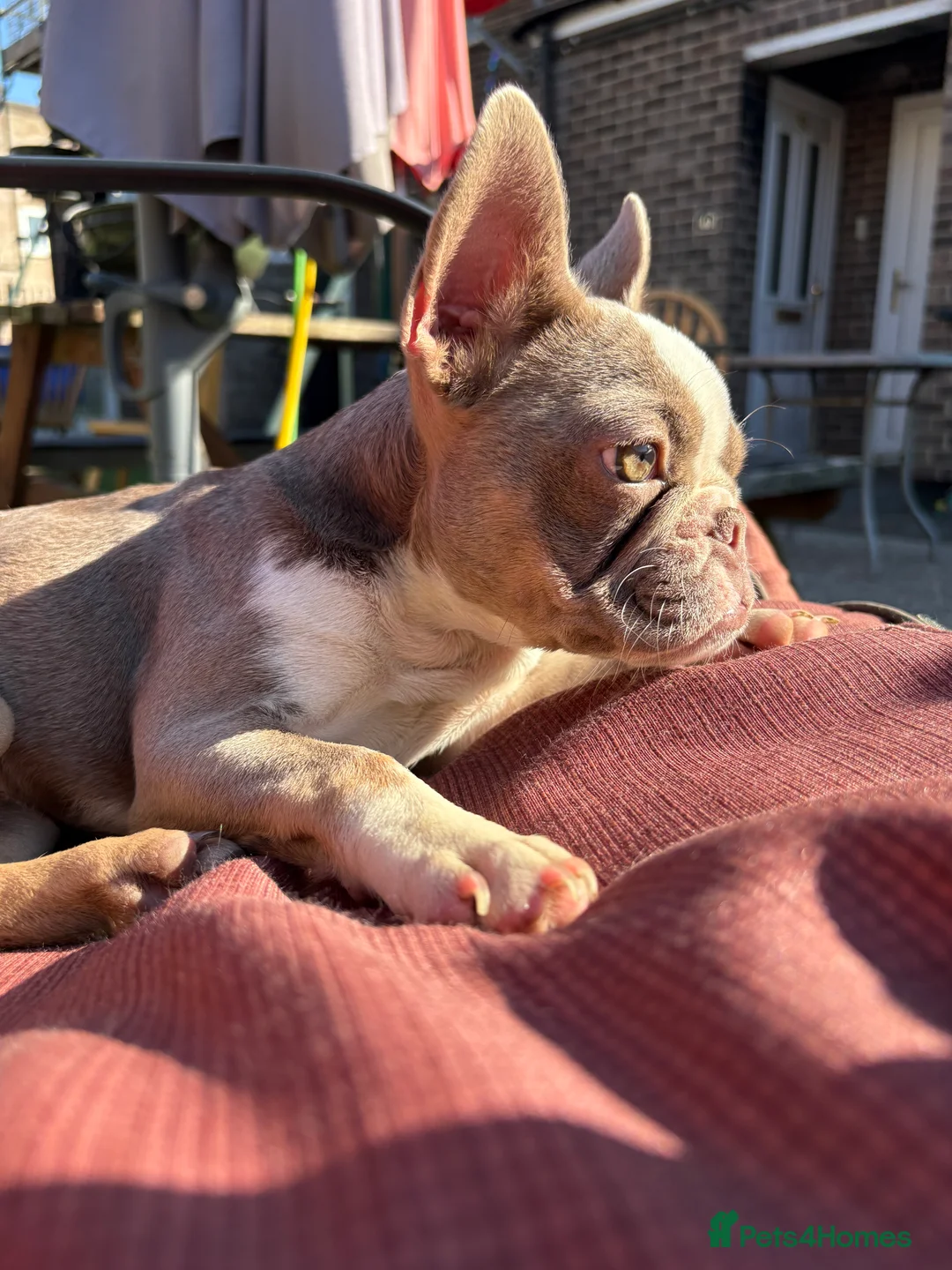 French Bulldog dogs for sale: 2 stunning french bulldog sisters - Advert 4