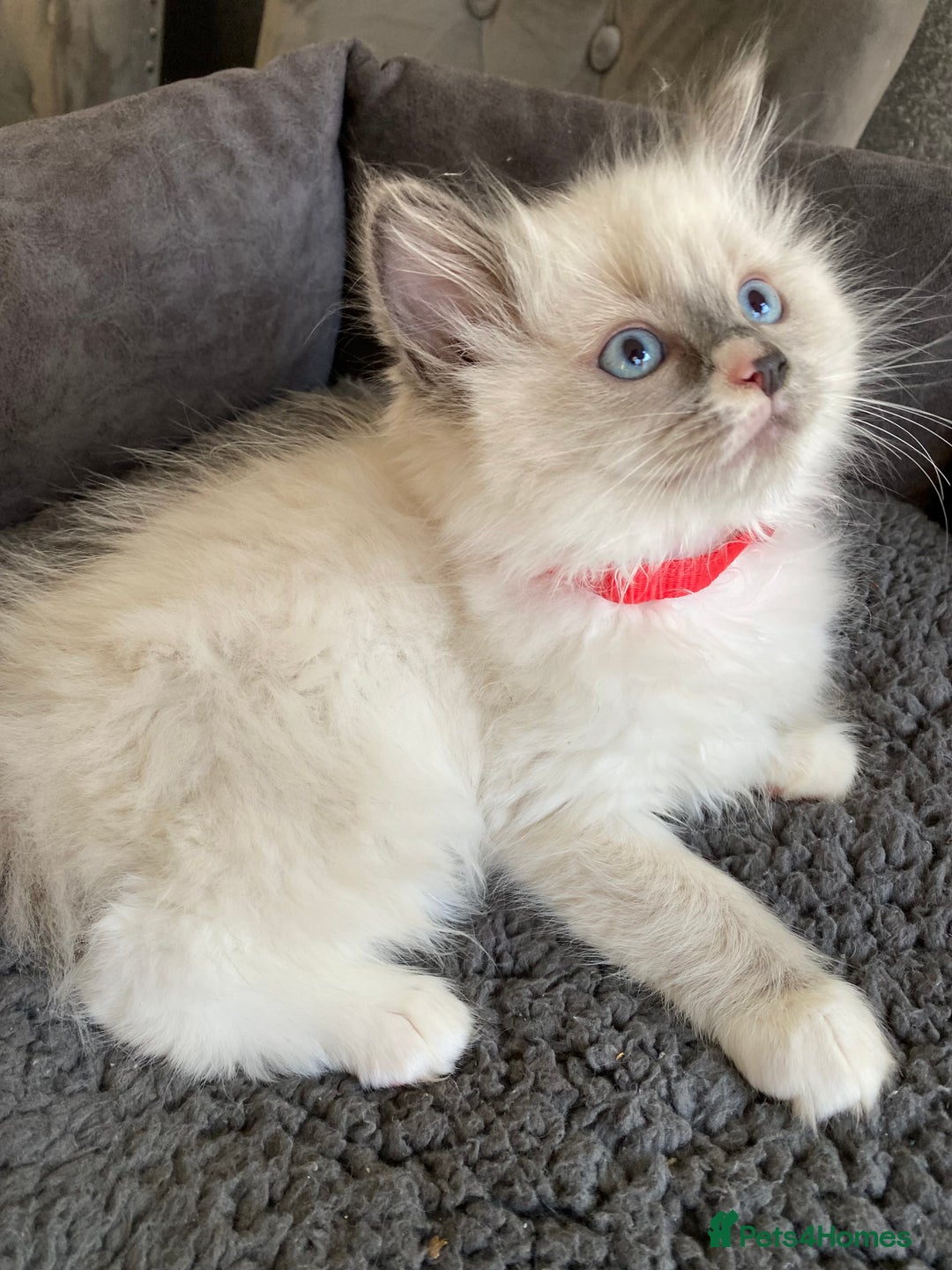 Ragdoll cats for sale: Ragdoll kittens  - Advert 5