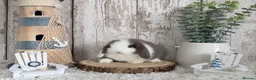 Mini Lop rabbits for sale: Purebred Mini Lop - Ready Now - Advert 2