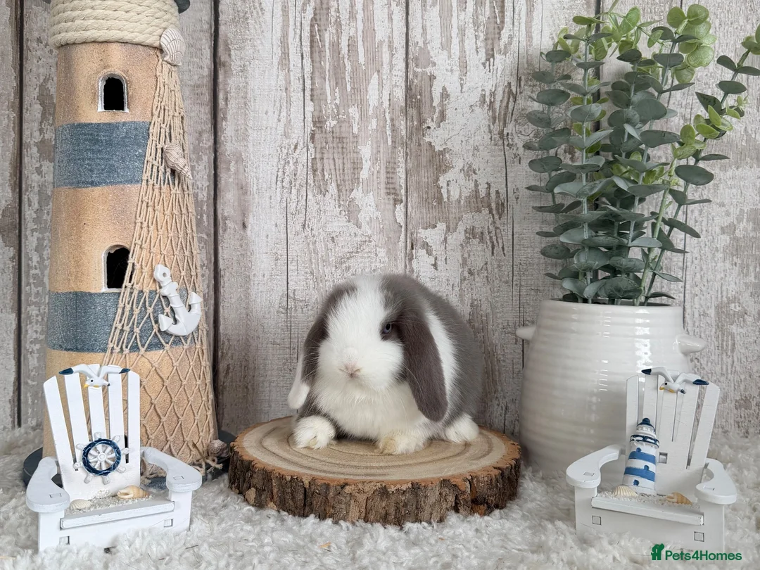 Mini Lop rabbits for sale: Purebred Mini Lop - Ready Now - Advert 2