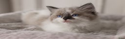Ragdoll cats for sale: Bicolour and Lynx Ragdoll kittens - Advert 24