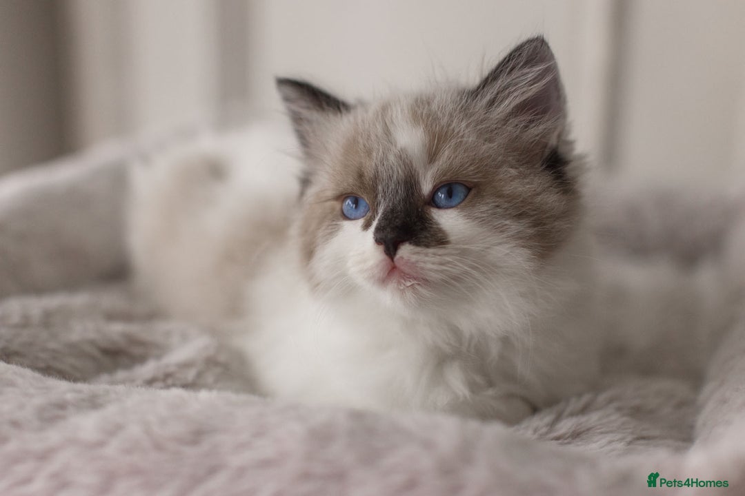 Ragdoll cats for sale: Bicolour and Lynx Ragdoll kittens - Advert 24