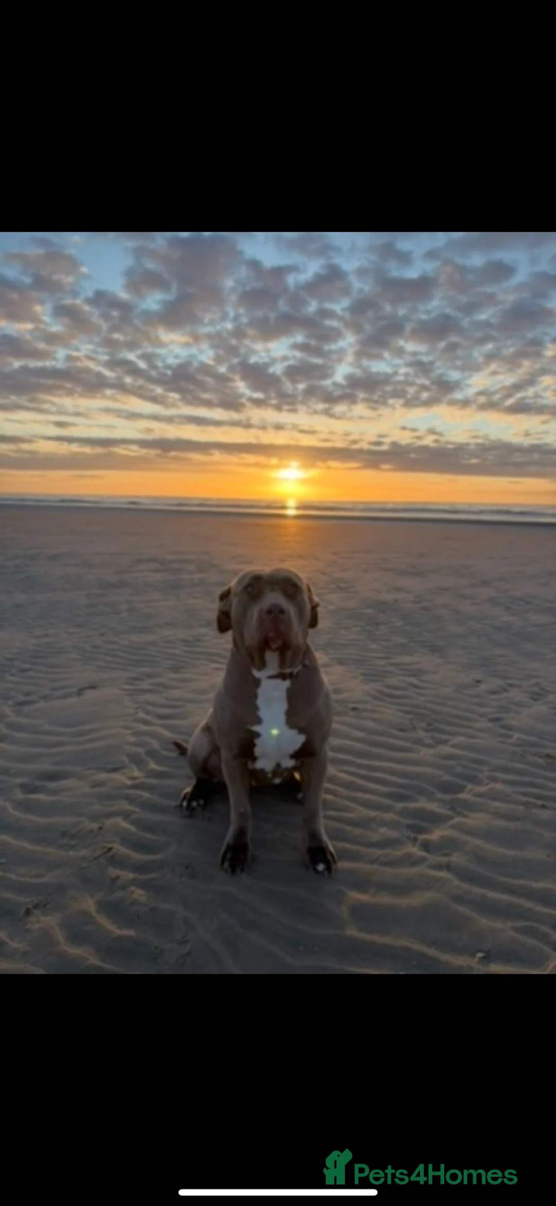 American Bully dogs for sale: american bully in Sale - Advert 2
