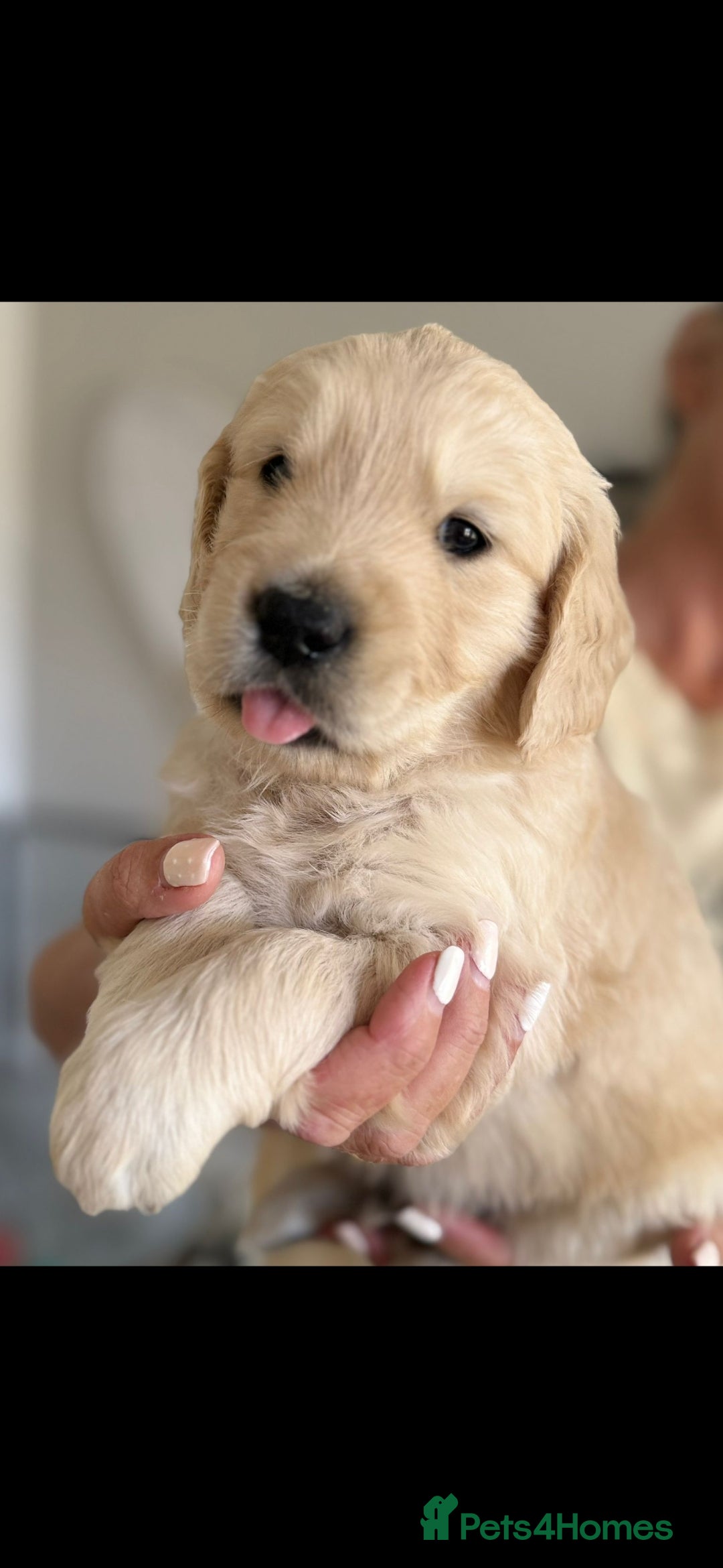 Golden Retriever dogs for sale: Stunning golden retriever babies - Image 15
