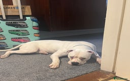 American Bull Staffy dogs for sale: Male bulldog - Image 6