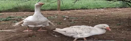 Mixed Breed poultry for sale: Various breeds available,  please read! in Melksham - Advert 2