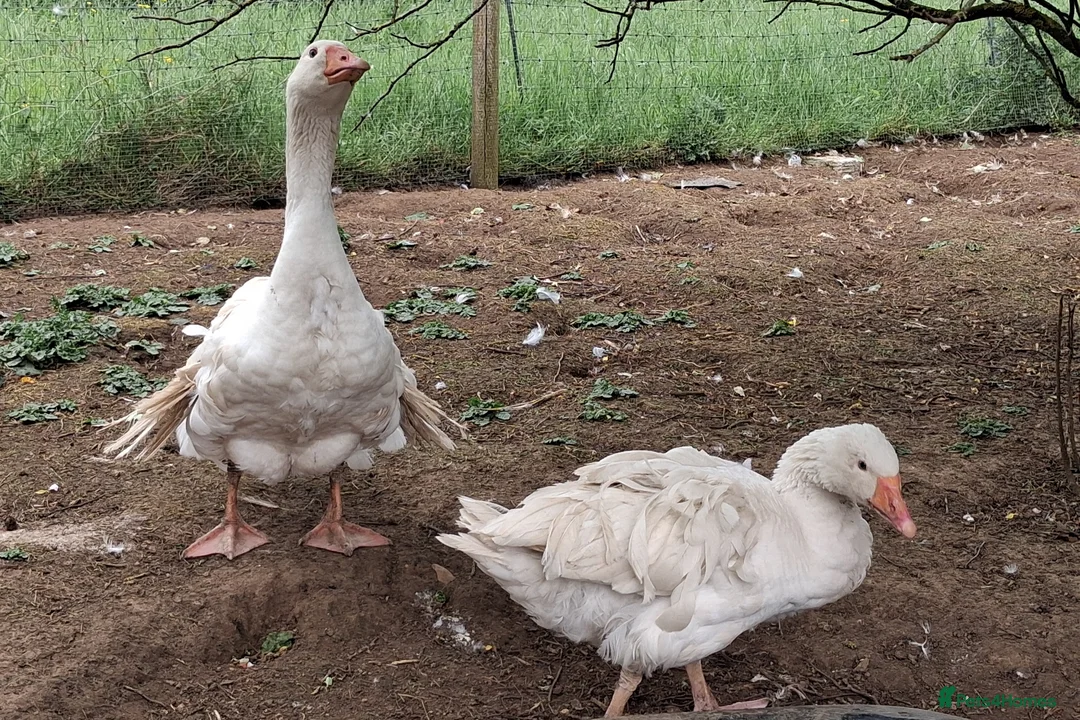 Mixed Breed poultry for sale: Various breeds available,  please read! in Melksham - Advert 2