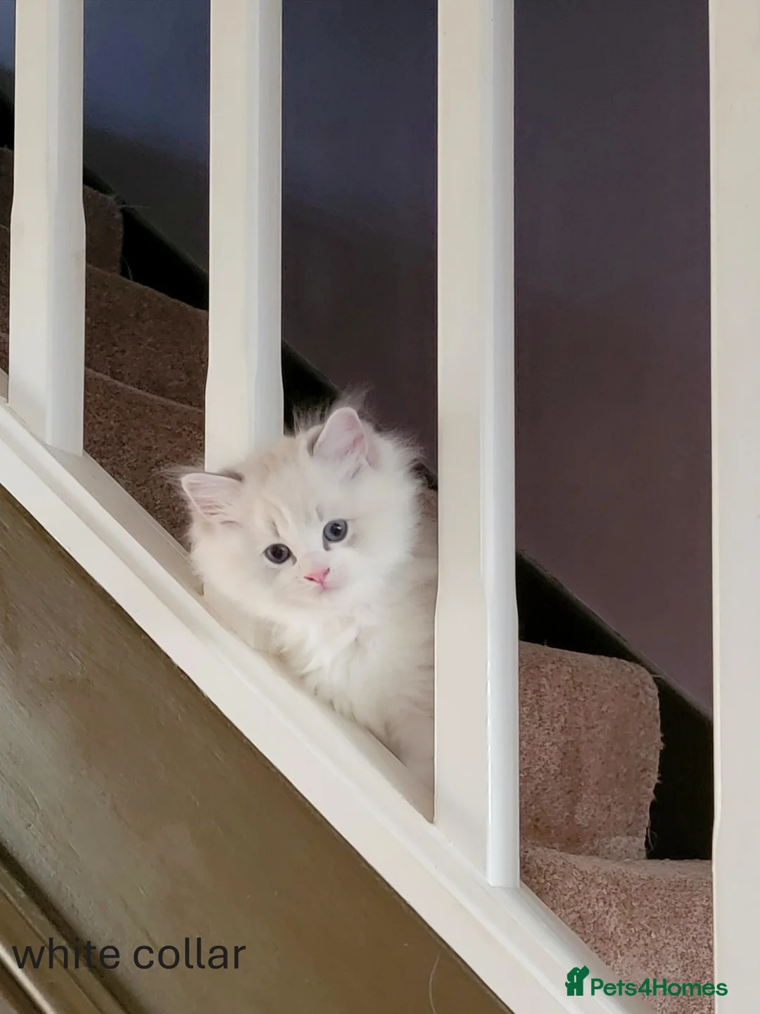 Ragdoll cats for sale: 😸Fully GCCF Certified Pedigree Ragdoll kittens💕 - Advert 29