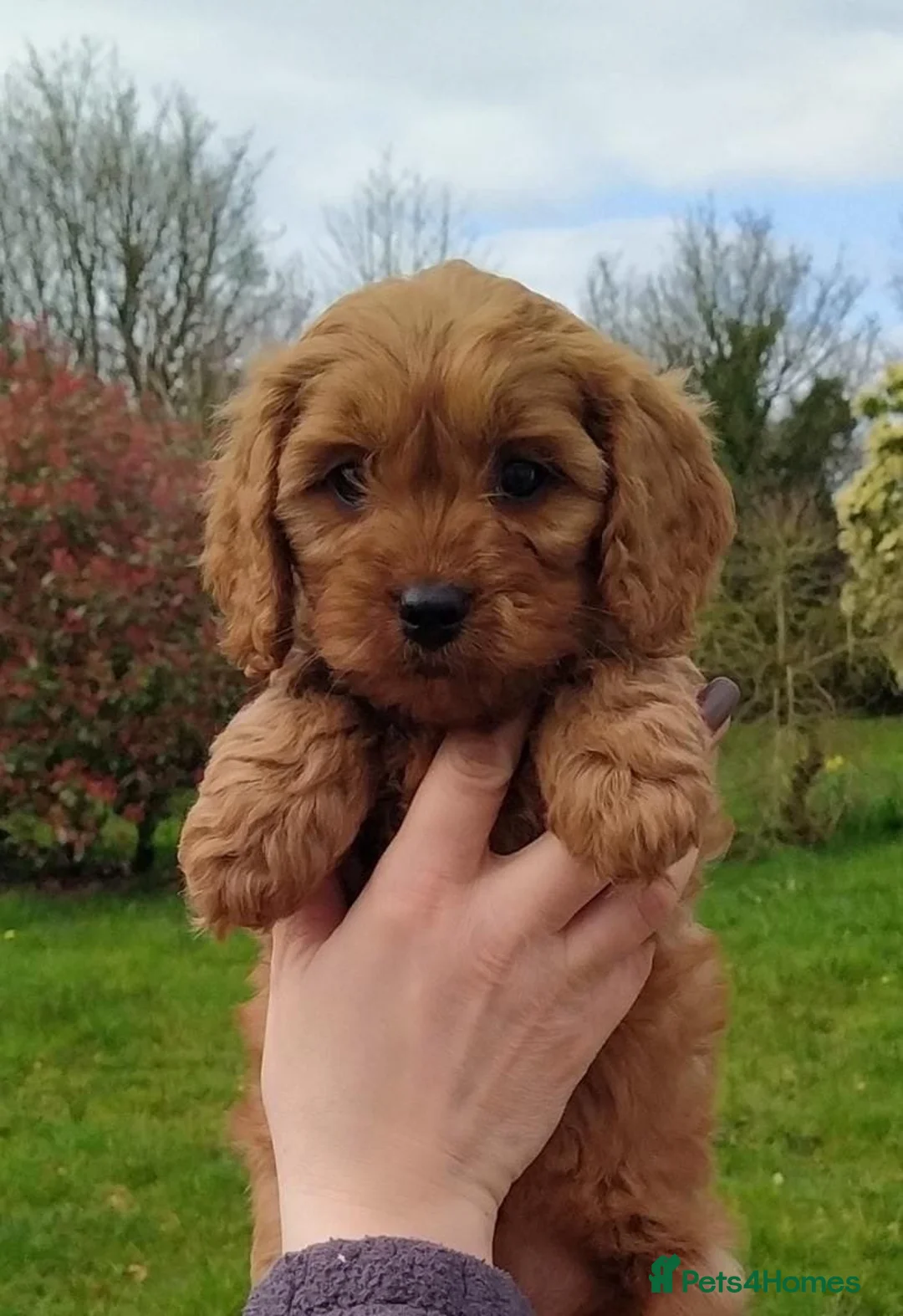 Cavapoo dogs for sale: Red cavapoos in Waltham Cross - Advert 2