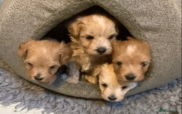 Maltipoo dogs for sale: MALTIPOO. Korean Maltese x Toy poodle.  4 boys - Image 1