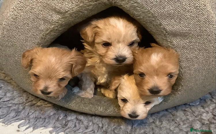 Maltipoo dogs - Advert 1