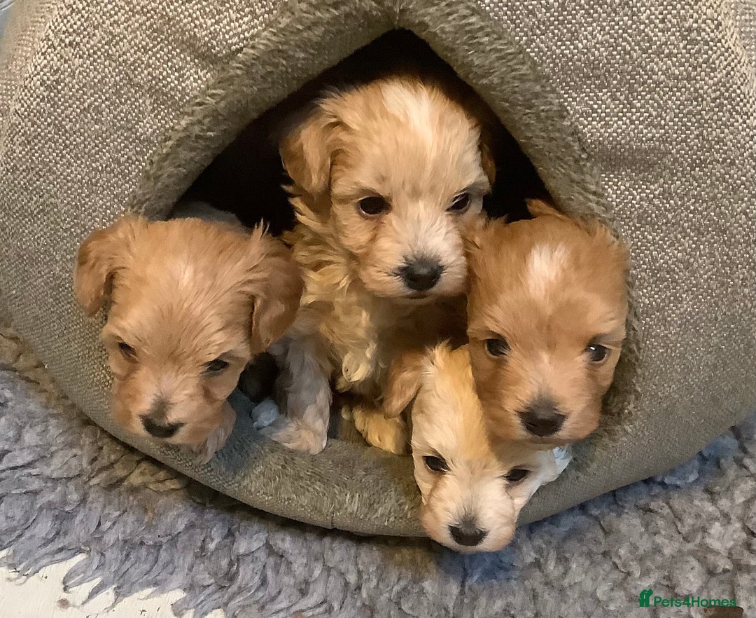 Maltipoo dogs for sale: MALTIPOO. Korean Maltese x Toy poodle.  4 boys - Image 1